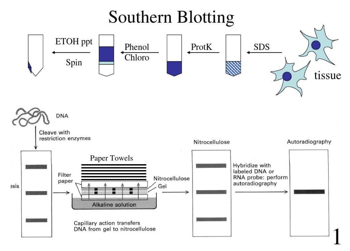 Southern Blot DNA印迹杂交实验全流程