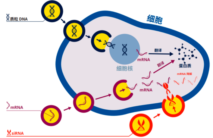 细胞转染实验技术——功能实验的第一步