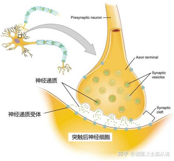 致幻剂的作用原理与应用