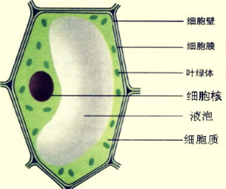 植物提取物常见的提取方法